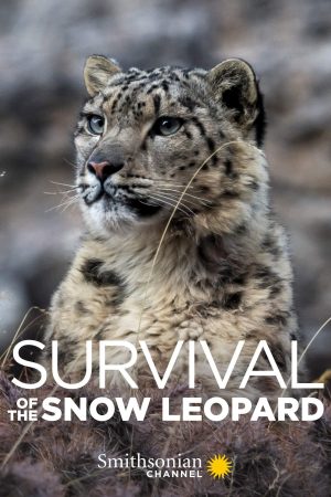 Xem Phim Survival Of The Snow Leopard Full HD - Cuộc Sống Độc Đáo Hanca